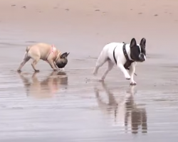 Big Brother French Bulldog is taking Puppy Sister to the beach!