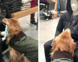 Watch This Sweet Golden Retriever Try to Befriend a Mannequin