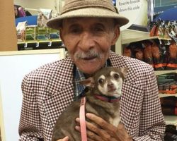 World War II Veteran And Scared Chihuahua Find True Love