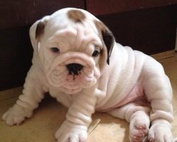 Top 10 Reasons Why Owning An English Bulldog Is The Coolest Thing Ever