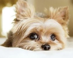 16 Reasons Yorkshire Terriers Are Not The Friendly Dogs Everyone Says They Are