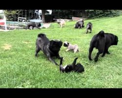 A Grumble Of Silver Pug Puppies! So Beautiful And Precious! Can You Handle The Cuteness?