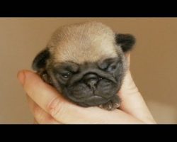 A Handful of Tiny Pug Puppy!
