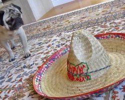 A Tale Of A Pug And A Sombrero