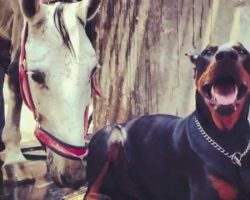 [Video] Amazing Friendship Between a Horse and a Doberman Will Make Your Day!