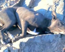 Hiker Found Pit Bull With Bullet Wounds & Carried Him Down The Mountain For 1 Hour