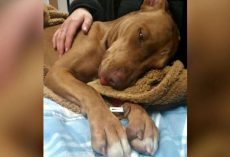 Shelter races to save stray dog’s life after kids inject her with cocaine