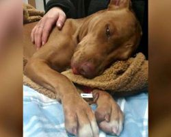Shelter races to save stray dog’s life after kids inject her with cocaine