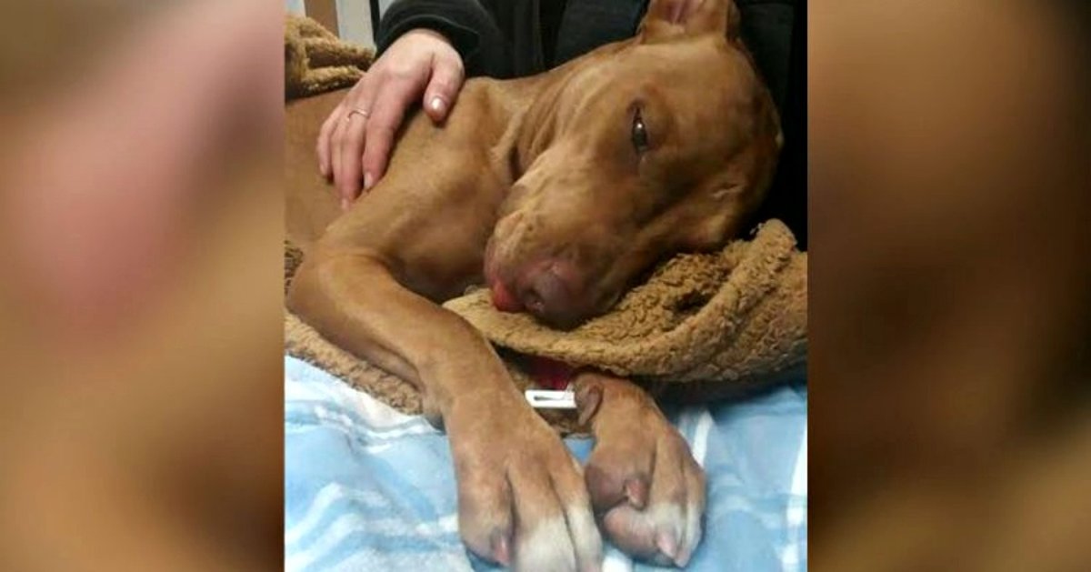 Shelter races to save stray dog’s life after kids inject her with cocaine