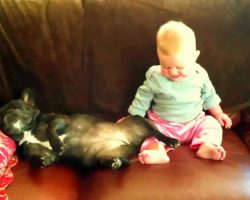 Baby Catches French Bulldog Snoring And Can’t Stop Giggling!