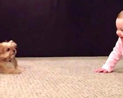Dad turns on the camera, records his baby having a hysterical conversation with family dog