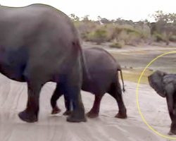 Baby elephant sneezes too hard, hilariously panics & scuttles to hide by mommy