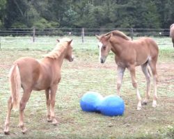 Baby Foal And Tiny Pony Play With A Big Blue Ball