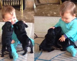 Warning: cuteness overdose! Baby boy playing with Pug Puppies!