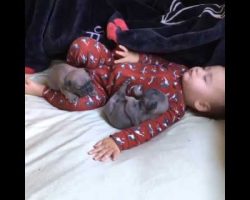 Too Cute! Adorable Pug puppies and baby snoozing together!