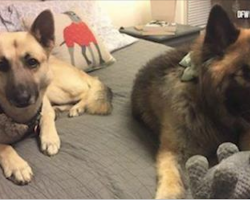 Blind Pup And Her “Seeing-Eye Dog” Are In Search Of A Forever Home Together