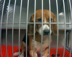 UPDATE: Cruel Pesticide Testing On Beagles At Michigan Lab To End Immediately