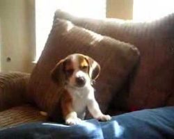 Beagle Puppy Discovers He Could Howl And It’s Too Cute For Words!