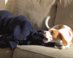 Beagle Puppy Vs. Blanket Monster