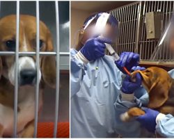 36 Beagles Are Being Force-Fed Chemicals At A Laboratory For A One-Year Test