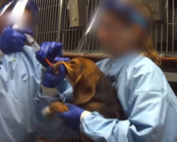 Dogs force-fed pesticides in laboratory testing, Humane Society says