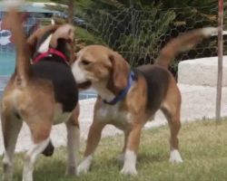 Beagles See Light of Day for the First Time After a Life in a Laboratory
