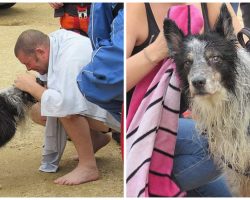 Blind Border Collie Reunites With Distraught Owner After Emotional Sea Rescue