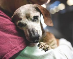 18-Year-Old Blind Dog Meets Her First Person At The Shelter And Refuses To Let Go