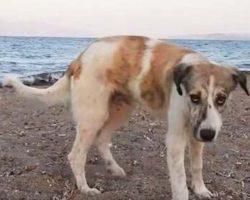Stray dog kept chasing people on beach until someone finally helped her