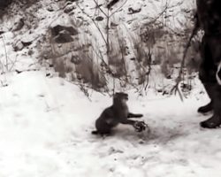 Men Rescue Bobcat From Bear Trap- His Reaction Changes When He’s Freed