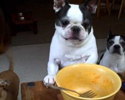 Boston Terrier LOVES Macaroni & Cheese! And He Wants It Right NOW!