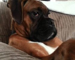Boxer Dog Chillin’…. LIKE A BOSS!