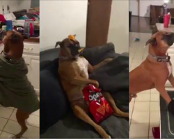 Boxer Shows Folks It’s Time To Step Up Their ‘Mannequin Challenge’ Game