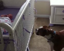 Bella the Boxer Won’t Let Melina the Newborn Baby Cry Alone.. Such a Sweet Reaction..
