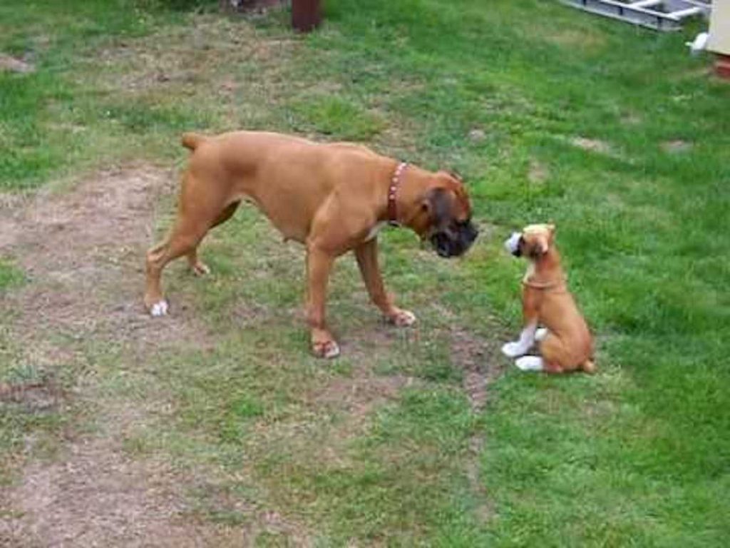 boxer puppy statue