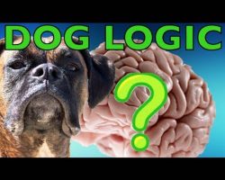 Brock The Boxer’s Dog Logic Makes No Sense! But It’s Adorable And Hilarious!!