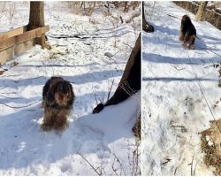 Dog Was Tied To A Tree & Left Outside To Die In Freezing Temps During Snowstorm