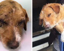 Sweet Dog Was Taken, Tied Down And Shot Over 100 Times, But A Guardian Angel Showed Up