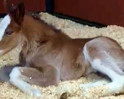 The Budweiser Clydesdale Family Has Welcomed Their First Foal Of The Year