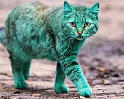 Town’s Mysterious Green Stray Cat Who Wanders The Streets Is No Longer A Mystery
