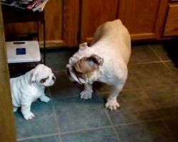 Adorable Bulldog Puppy is showing mommy who’s the Alpha Dog!