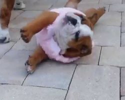 Bulldog Puppy Can’t Get Up! And It’s Too Cute And Hilarious…