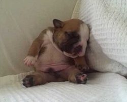 Adorable Bulldog puppy is getting Sleepy!