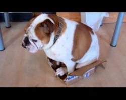 Bulldog Tries To Squeeze Into A Box That’s Clearly Too Small For Him. LOL!
