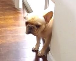 Mom asks her bulldog, “who chewed up the pen?” The bulldog can hardly hide his guilt!