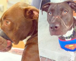 Dog Was Tortured & Muzzle Taped In 2015, Now Becomes Mascot For Animal Cruelty