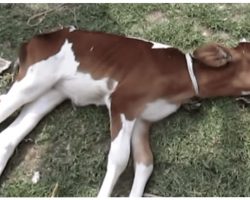 Dying Baby Calf Discarded On Roadside Waited For Help Before It Was Too Late