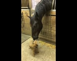 Camera captures moment when giant horse meets a small puppy