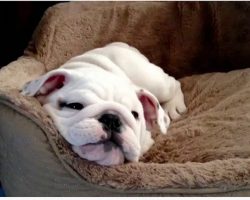 Candy the English Bulldog Puppy Plays By Herself