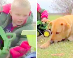 Abandoned Dog Pays Back His Rescuers, Protects Their Lost Toddler From Harm